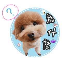傻瓜妹仔❤
