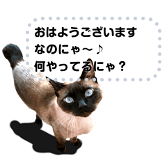 Siamese Exciting Cat's Message Sticker