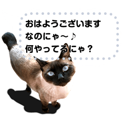 シャム猫さんたち Lineメッセージスタンプ新発売のお知らせ シャム猫えきさいてぃんぐきゃっつ