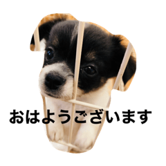 わたしのぴのスタンプ