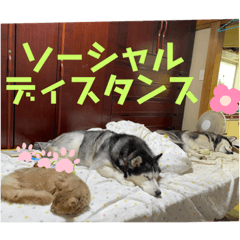 ecd_20200820102329 – LINE stickers | LINE STORE