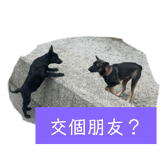 家有HOKI