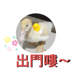 我是鴨霸～