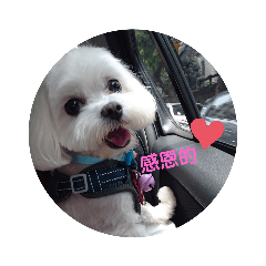 阿小QQ