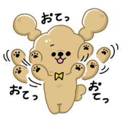 Kawaii Toy Poodle for everyday use.