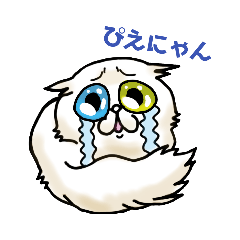 白猫オッドアイ マッチョ挨拶