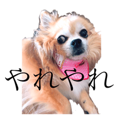 Suzu_20200820142942