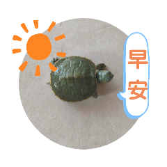 我們的烏龜日常1