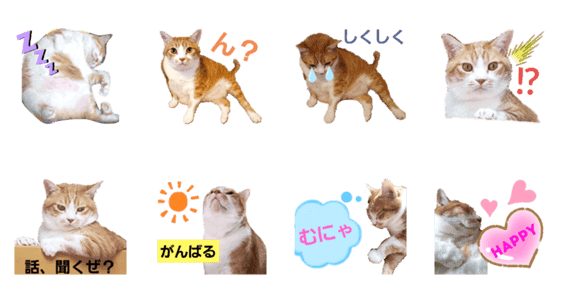 でぶねこ かえでくん Lineクリエイターズスタンプ Stamplist