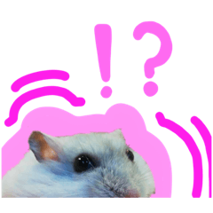 Hamster called Bingzu