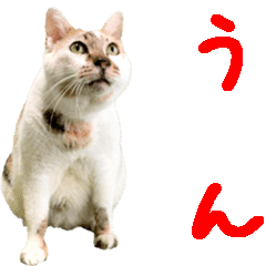 Calico cat Spii animation sticker