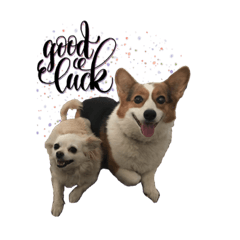 Our Lovely Doggies 4