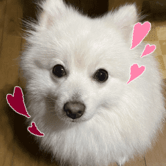 ポメラニアンのココア 柴犬カットのポメ Lineクリエイターズスタンプ Stamplist