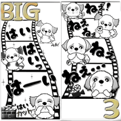 【Big】シーズー犬『白黒』3