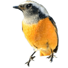 Familiar birds without wording-BIG