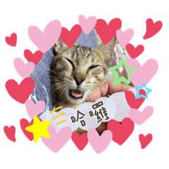 小胖虎斑是旺萊