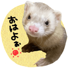 Lil_ferret_sticker