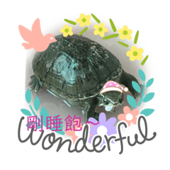 微笑小龜龜o(≧v≦)o 2 - 啾寶內心話～