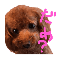 Nomu Choko2