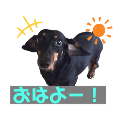 ミニチュアダックスのまれちゃんです。