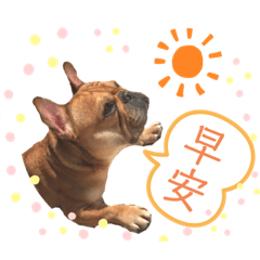 我們家是座動物園～趴兔