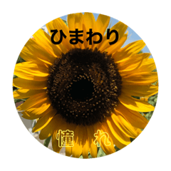 Summer Flower Word Series 1(August)