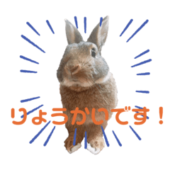 chobimarusono2