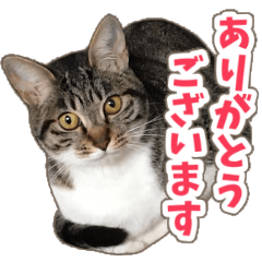 KOTEFUKU & COCOA 2 (CAT)