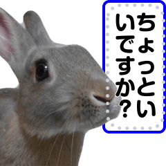 puni rabbit sticker