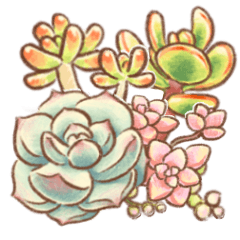 Succulent plant with colored pencils
