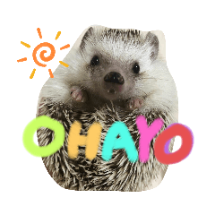 瀧井家ハリタヌスタンプ