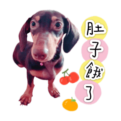小米腸哥日常