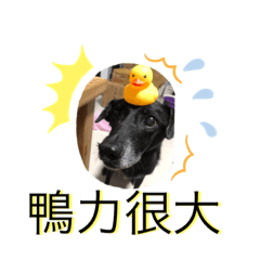 黑狗多多來也～