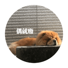 Chow chow show & xiao pang