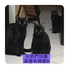 Three fat black cats