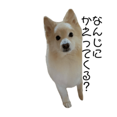 mochi_20200826003141