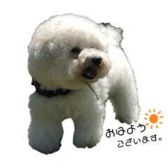 犬と愉快な仲間たち。