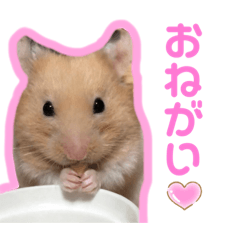 Rina_20200825191323