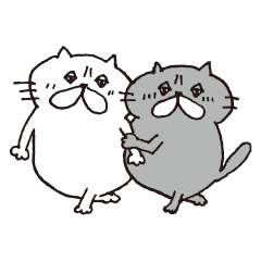 Couple of Exotic Shorthair