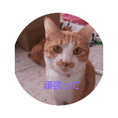 tonton_20200826204102