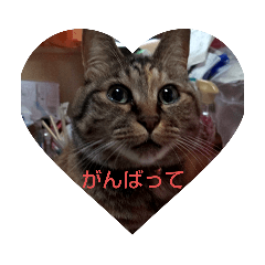 tonton_20200826204010