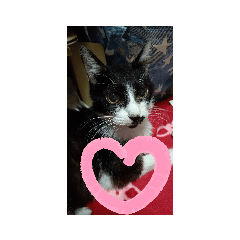 tonton_20200826204327