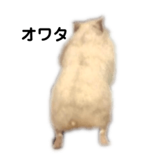 hikari_20200826213508