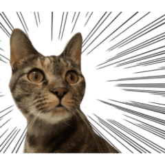 可愛い愛しのぬこ様 Line スタンプ Line Store 可愛い愛しのぬこ様 Line スタンプ Line Store