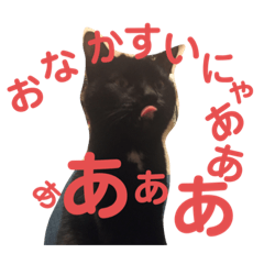 黒猫ここちゃんの叫び