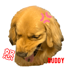 Saya_Buddy