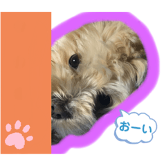 maple_20200826233759