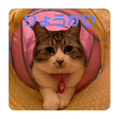 mimi_20200827025529
