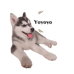 puppy husky
