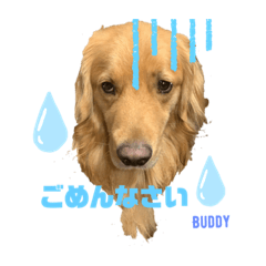 Saya_Buddy2